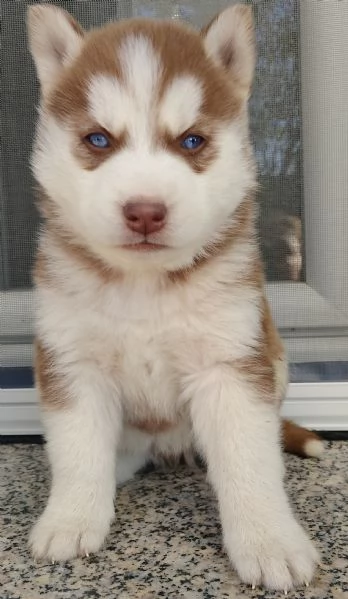 Cuccioli di siberian husky 