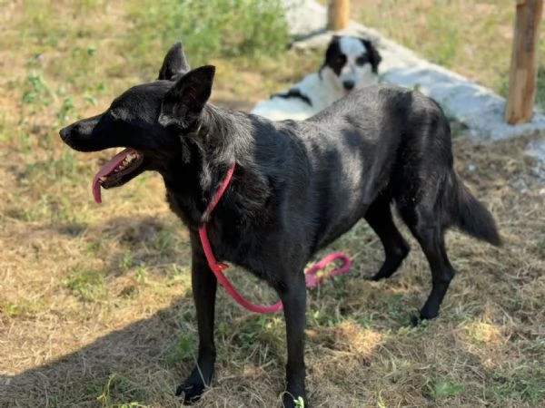 Sorrisa bellisima mix malinois  belga  | Foto 4