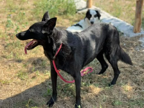 Sorrisa bellisima mix malinois  belga  | Foto 0