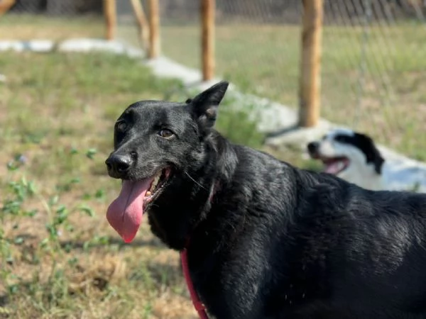 Sorrisa bellisima mix malinois  belga 