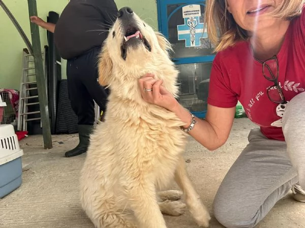 Dama cagnolona stupenda e bravissima  | Foto 4