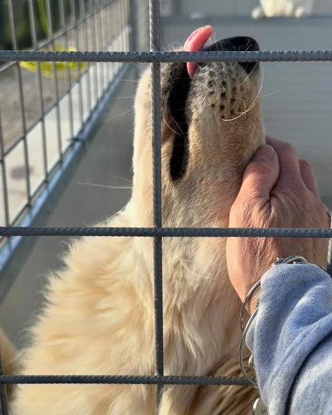 Dama cagnolona stupenda e bravissima  | Foto 2