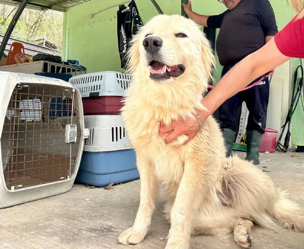 Dama cagnolona stupenda e bravissima  | Foto 1