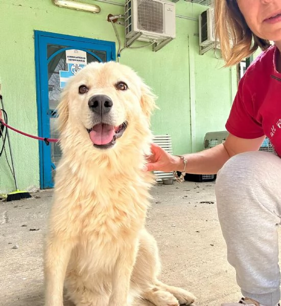 Dama cagnolona stupenda e bravissima  | Foto 0