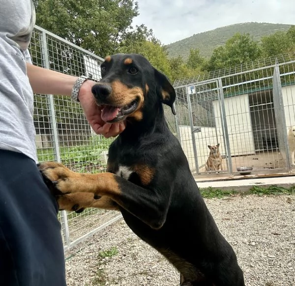 Oscar 14 kg 3 anni ma nero e non super Figo  | Foto 1