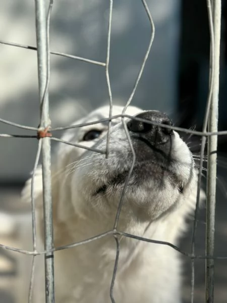 Queste 2cucciole hanno bisogno di noi  | Foto 1