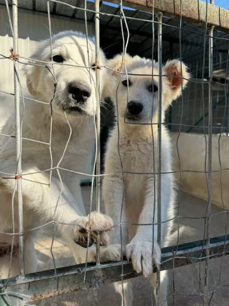 Queste 2cucciole hanno bisogno di noi 