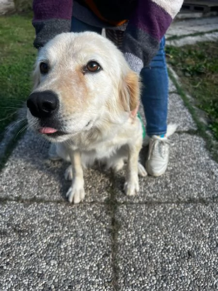 Dama meravigliosa cagnolona che vi aspetta  | Foto 6