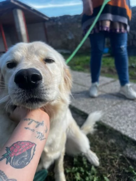 Dama meravigliosa cagnolona che vi aspetta 