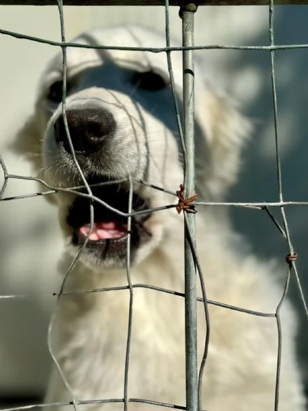 Coco bellisima cucciola taglia grande  | Foto 0