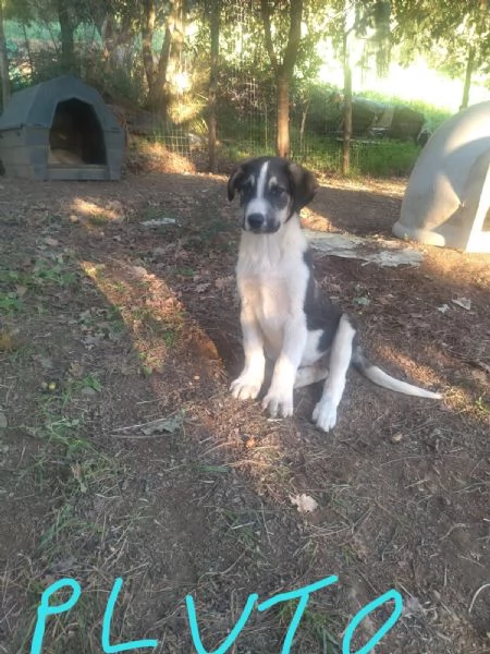 Cuccioli condannati a crescere in canile  | Foto 6