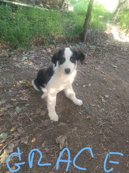 Cuccioli condannati a crescere in canile  | Foto 1