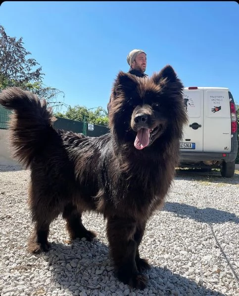 Petra meravigliosa cagnolona | Foto 5