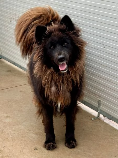 Petra meravigliosa cagnolona