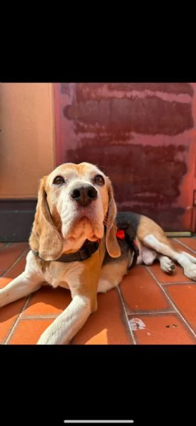 Tarzan un bellissimo beagle in cerca di casa  | Foto 3