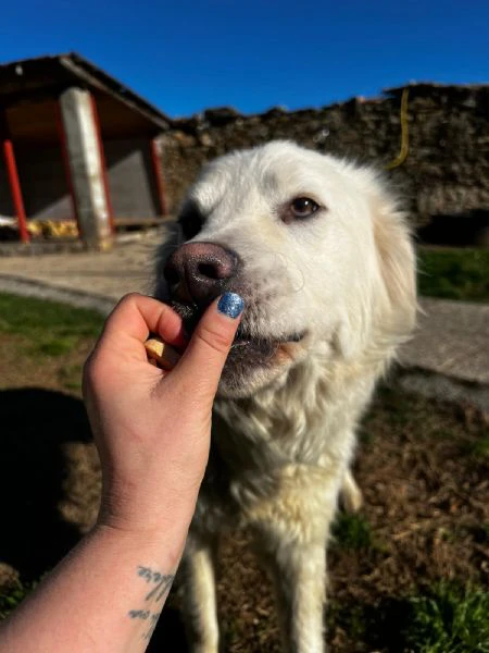 Yuma cagnolona bellissima ad Albenga  | Foto 4