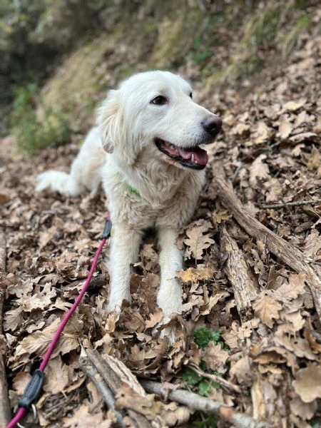 Yuma cagnolona bellissima ad Albenga 