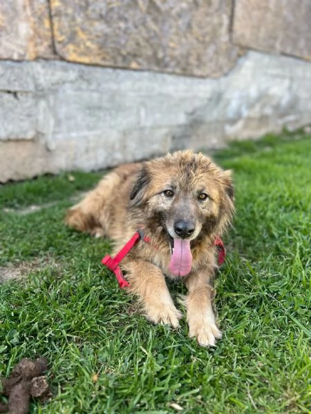 Rory bellisima cagnina ad Albenga 