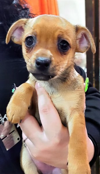 Pinscher chiwawa  | Foto 1