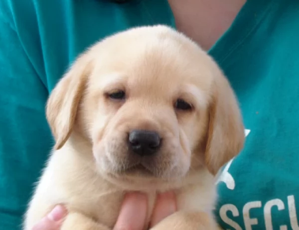 Cuccioli Gialli di Labrador con Pedigree