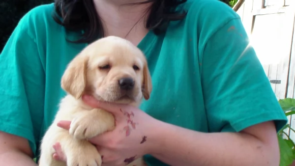 Cuccioli Gialli di Labrador con Pedigree | Foto 2