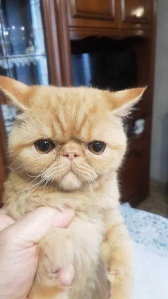 Persiani exotic shorthair