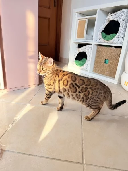 Splendida gattina bengala brown spotted tabby  | Foto 1