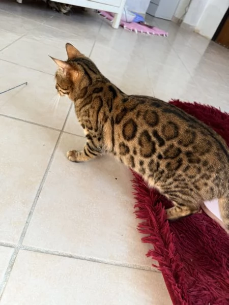 Splendida gattina bengala brown spotted tabby  | Foto 0