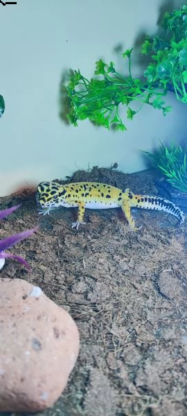 geco leopardino femmina 2 anni | Foto 2