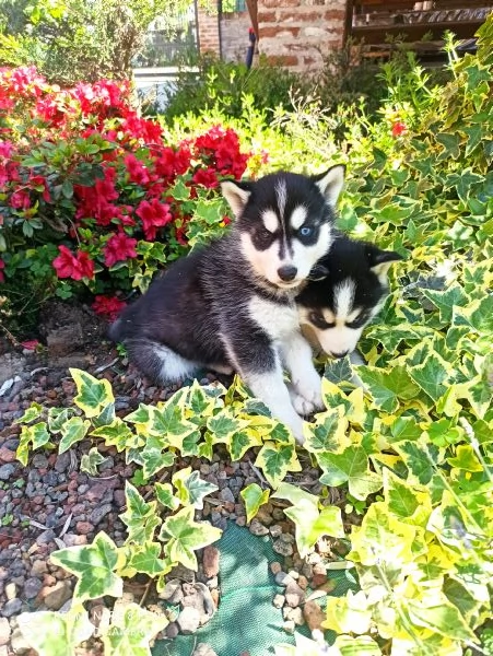 Cucciole di Husky | Foto 0