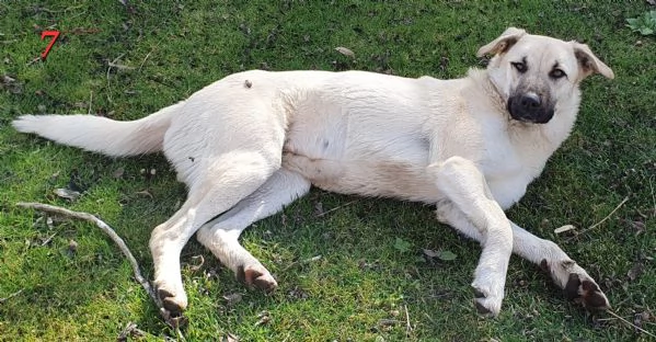 Lois e Laska cercano con urgenza casa | Foto 5