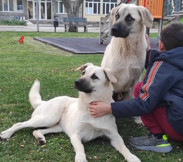 Lois e Laska cercano con urgenza casa | Foto 4