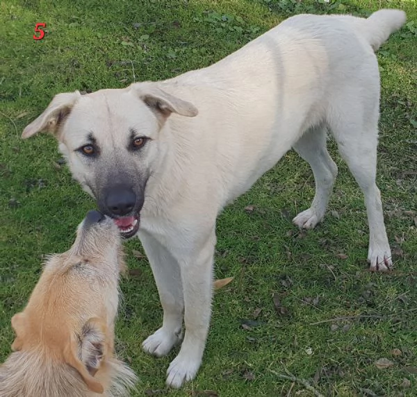 Lois e Laska cercano con urgenza casa | Foto 3