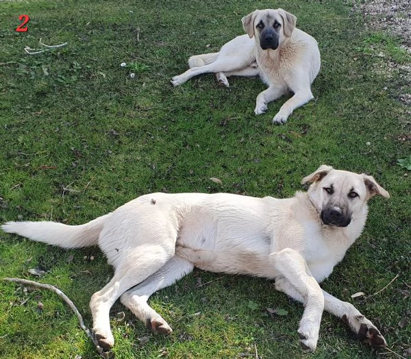 Lois e Laska cercano con urgenza casa | Foto 2