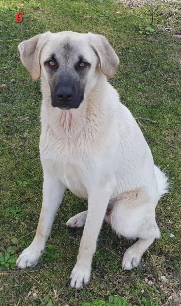 Lois e Laska cercano con urgenza casa | Foto 0