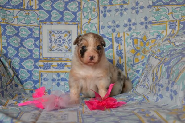 Cuccioli di Pastore Australiano 