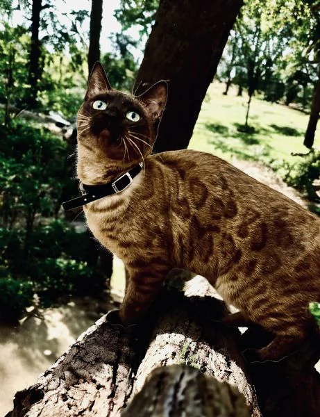 Bellissima cucciola di bengala pura  | Foto 0