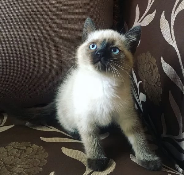 Cuccioli di siamese thai  | Foto 3