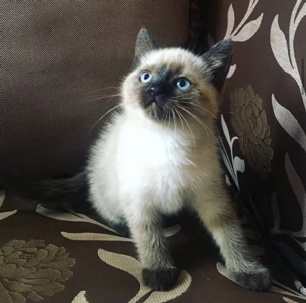 Cuccioli di siamese thai  | Foto 1