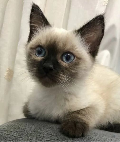 Cuccioli di siamese thai 