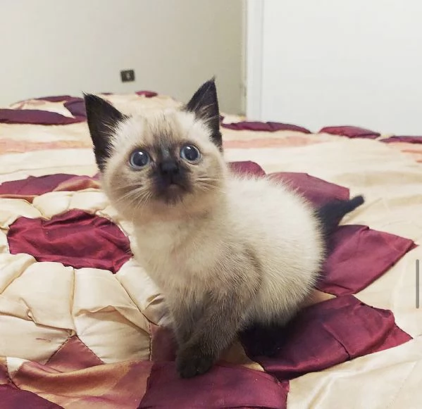 Cuccioli di siamese thai  | Foto 0