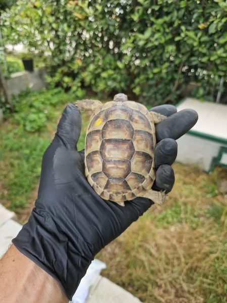 Tartarughe Marginata e Boettgeri  | Foto 5