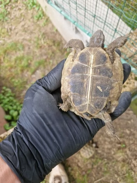 Tartarughe Marginata e Boettgeri  | Foto 4