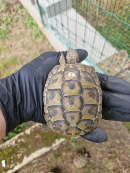 Tartarughe Marginata e Boettgeri  | Foto 3