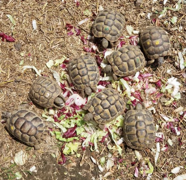 Tartarughe Marginata e Boettgeri  | Foto 2