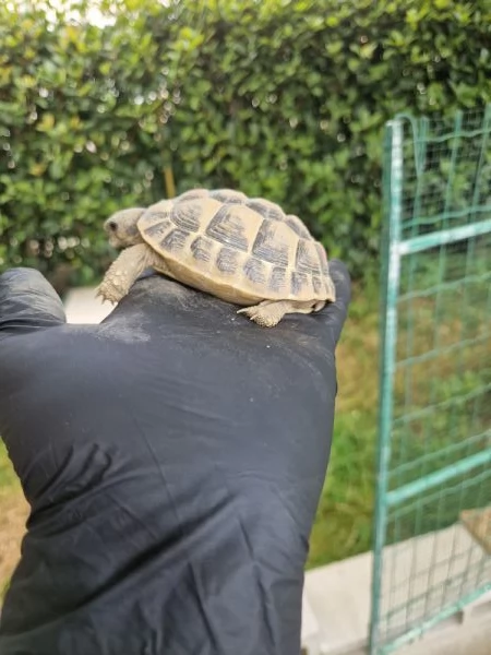 Tartarughe Marginata e Boettgeri  | Foto 1