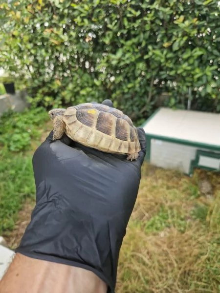 Tartarughe Marginata e Boettgeri  | Foto 0