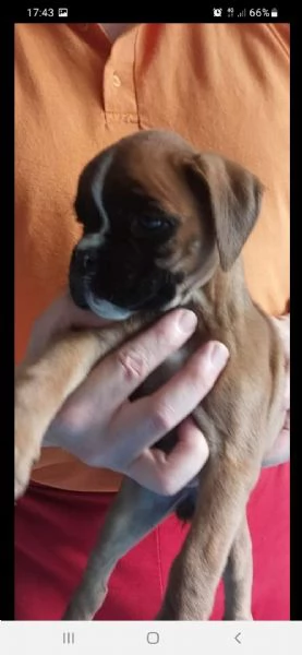 Boxer cuccioli  | Foto 4