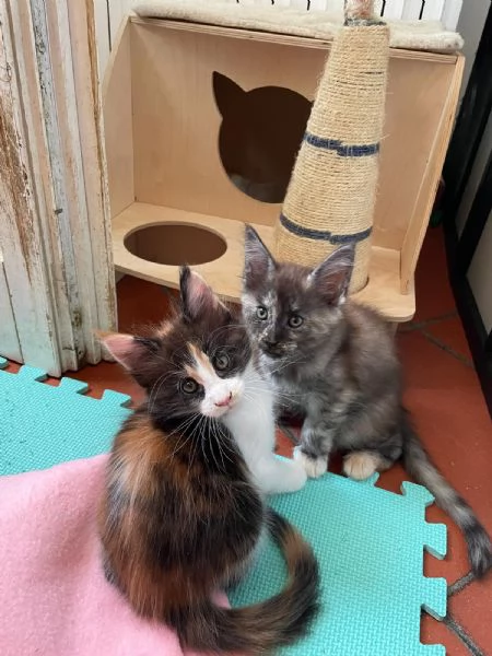 Femminuccia Maine Coon 