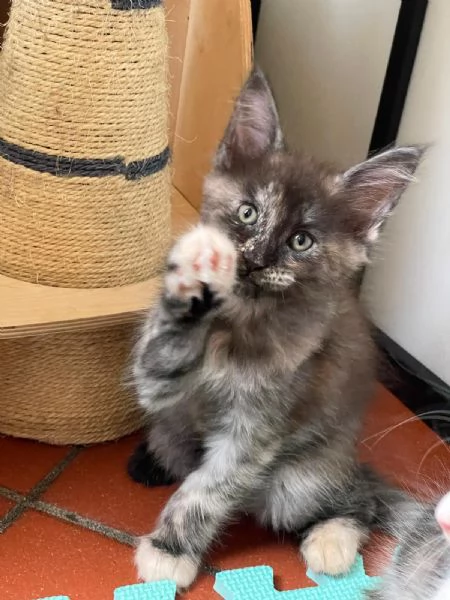 Femminuccia Maine Coon  | Foto 2